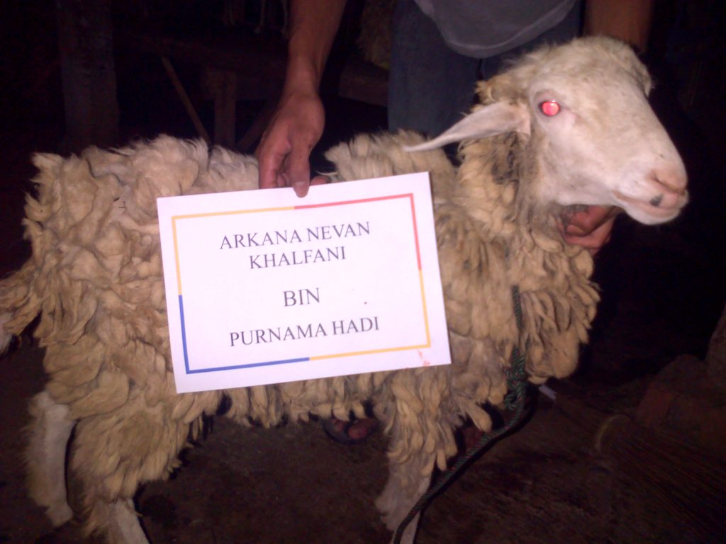 Jual Kambing Aqiqah Jogja Terlengkap dan Dijamin Memuaskan